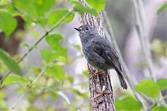 North Island Robin